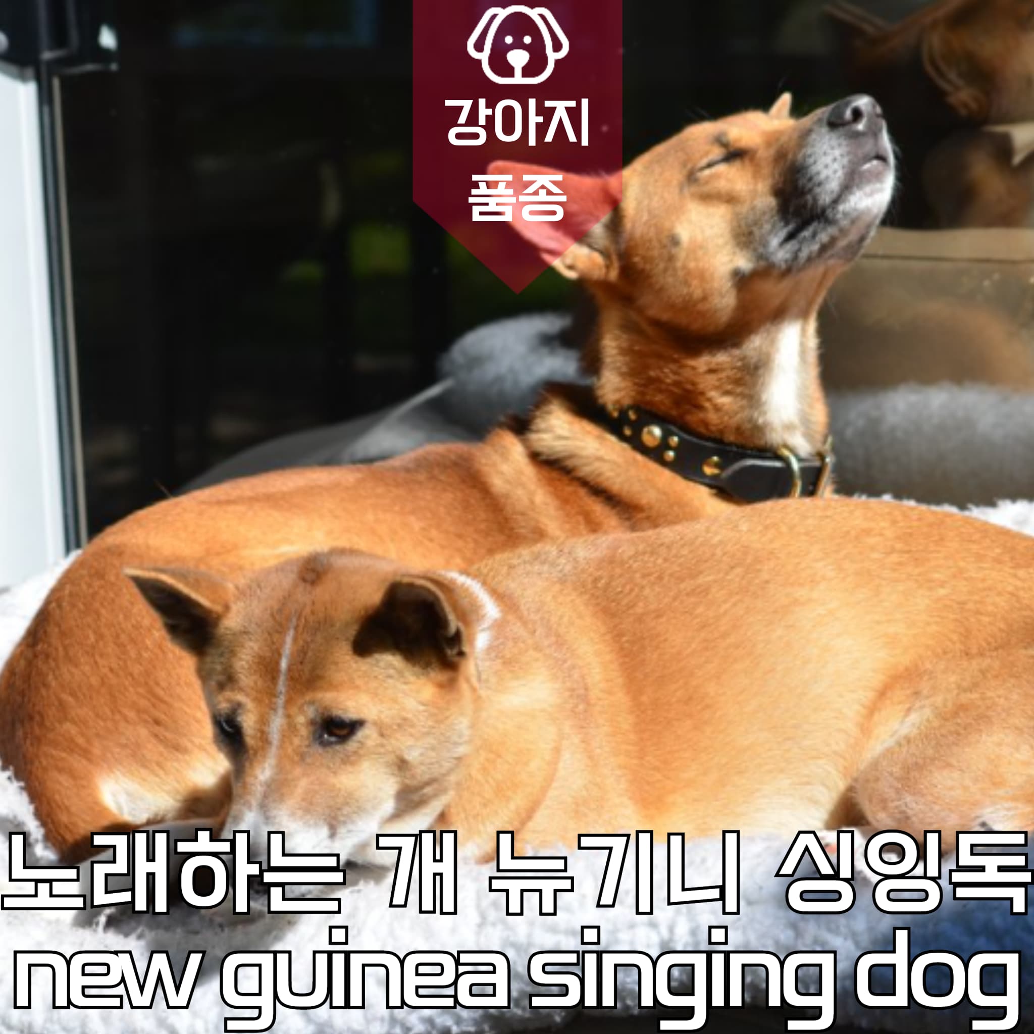 강아지 종류 노래하는 개 뉴기니 싱잉 독 new guinea singing dog