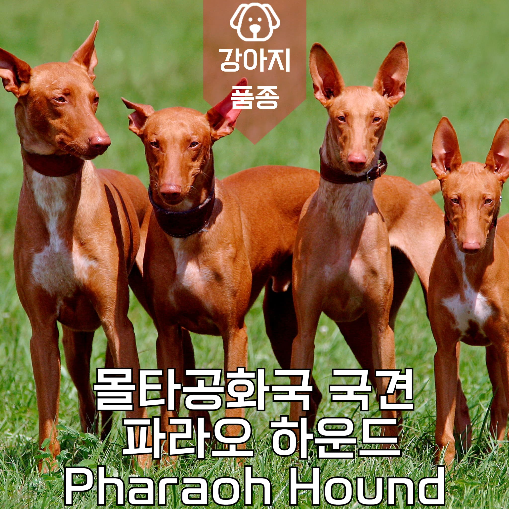 강아지 종류 몰타 국견 파라오 하운드 Pharaoh Hound