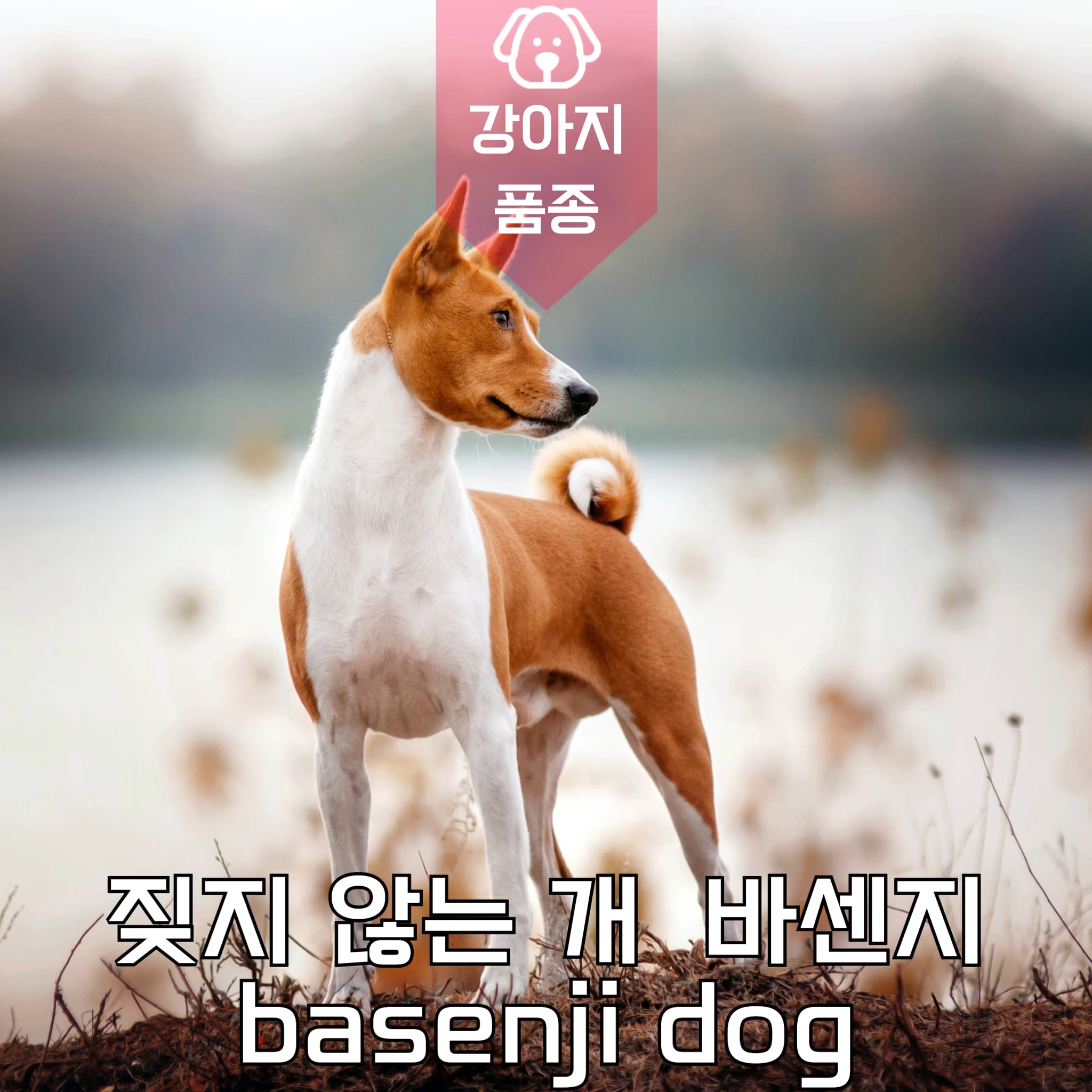 강아지 종류 짖지 않는 개 바센지 basenji dog