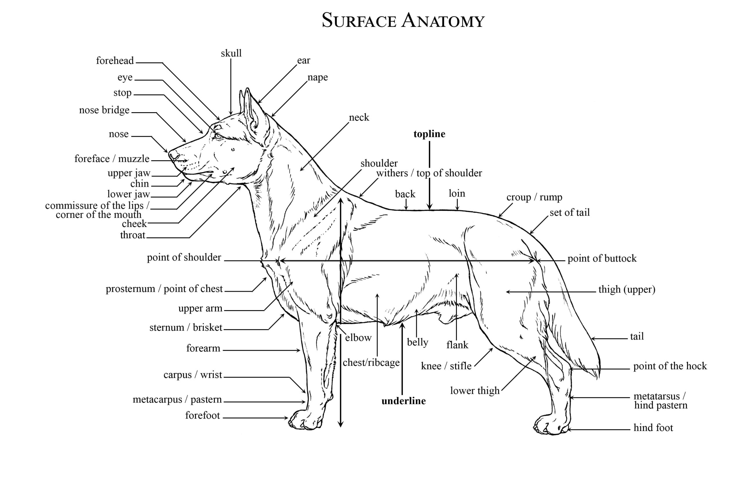 이스라엘 국견 카나안 독 Canaan Dog 외모