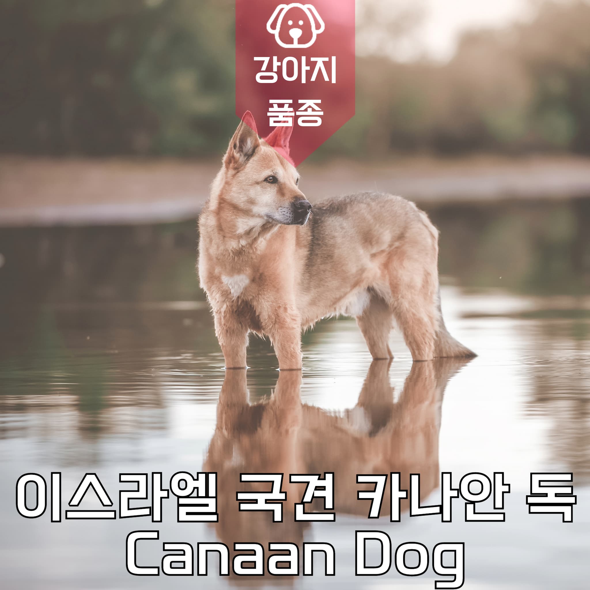 이스라엘 국견 카나안 독 Canaan Dog