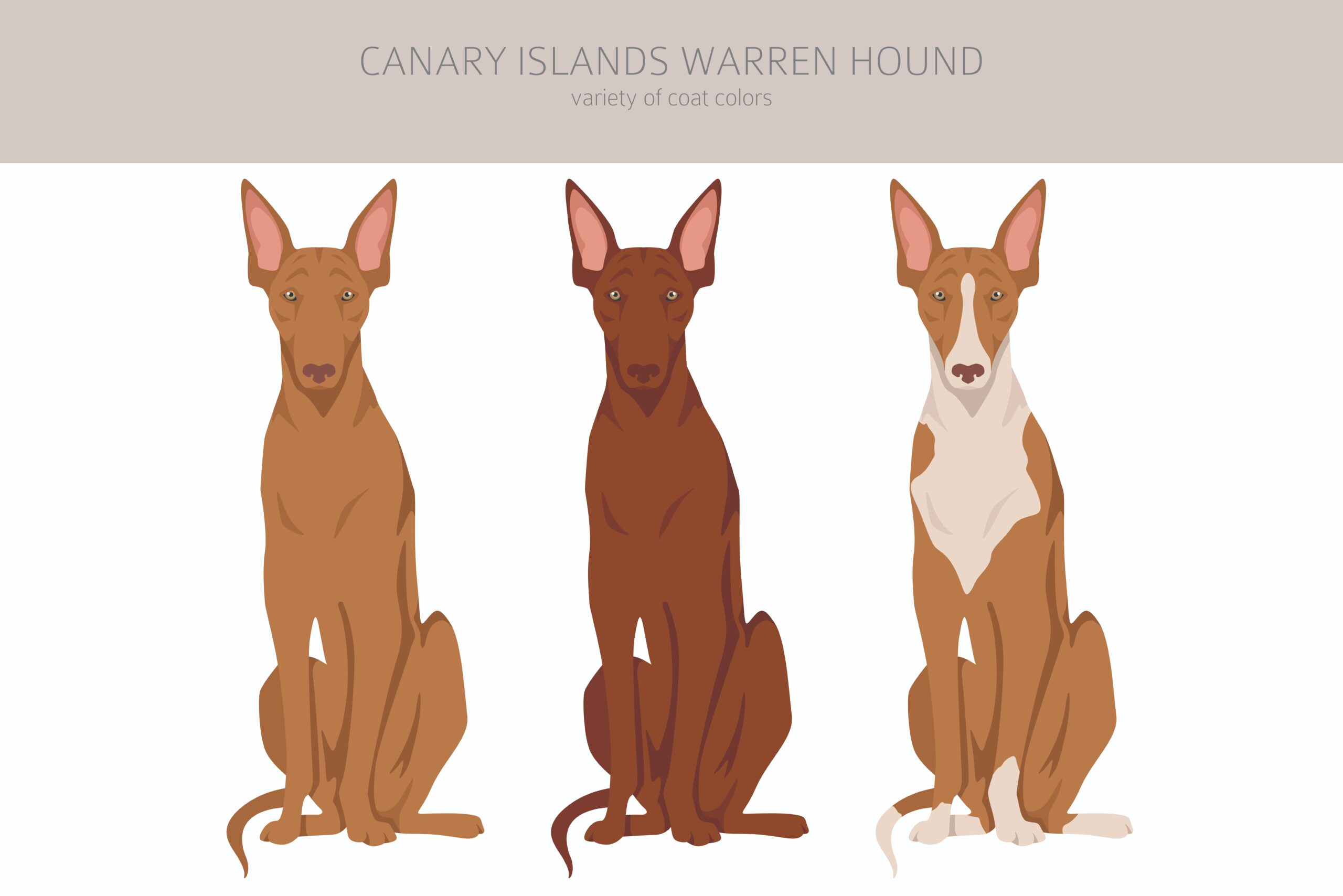 Canarian Warren Hound Breed Colors