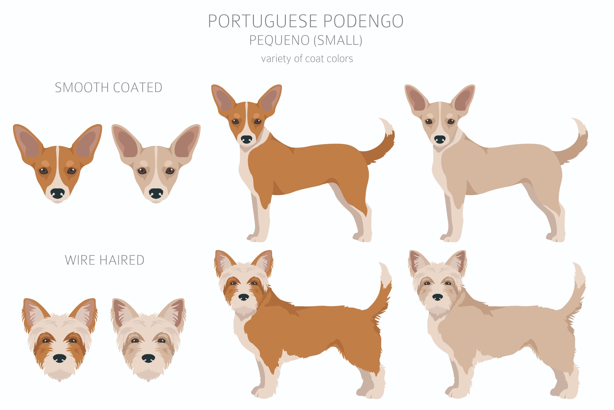 Portuguese Podengo PEQUENNO