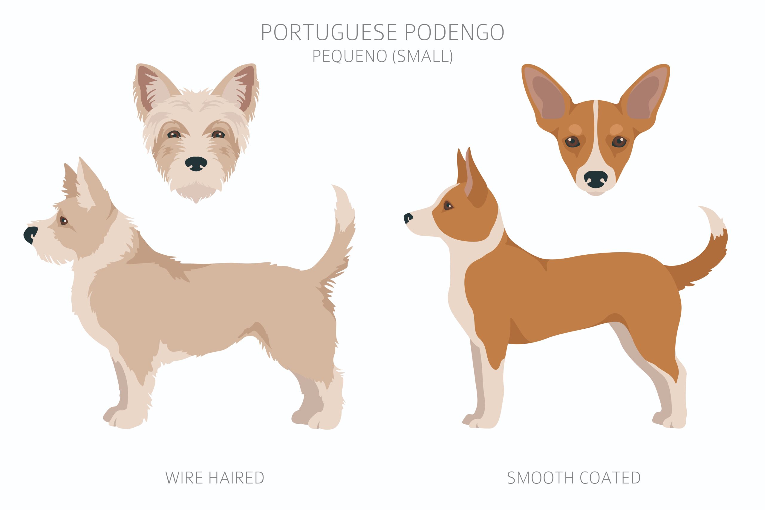 Portuguese-Podengo-PEQUENNO-variety-of-coat