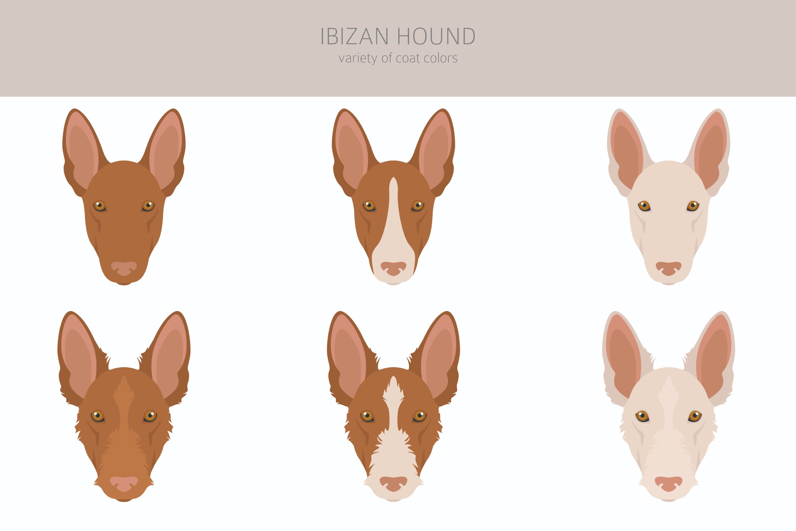 ibizan hound coat colors