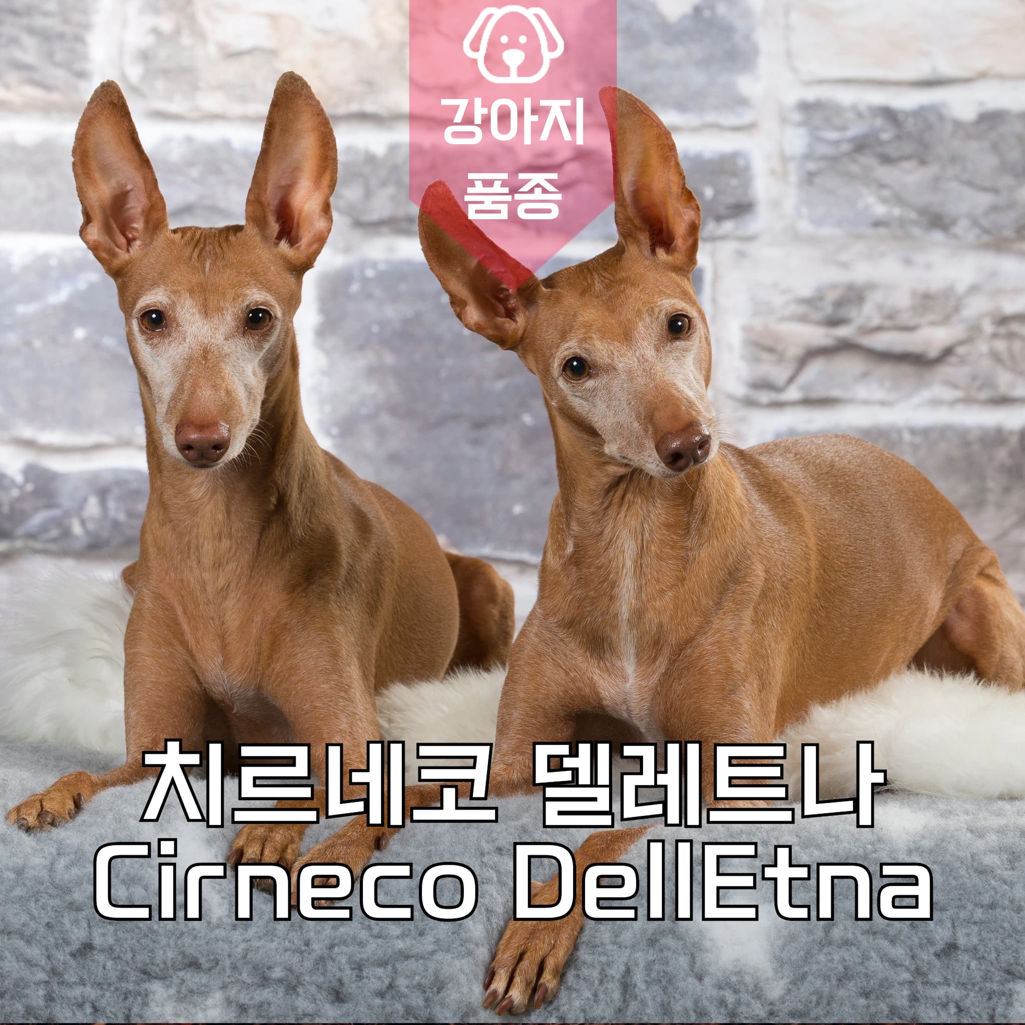 강아지 종류 치르네코 델레트나 Cirneco DellEtna