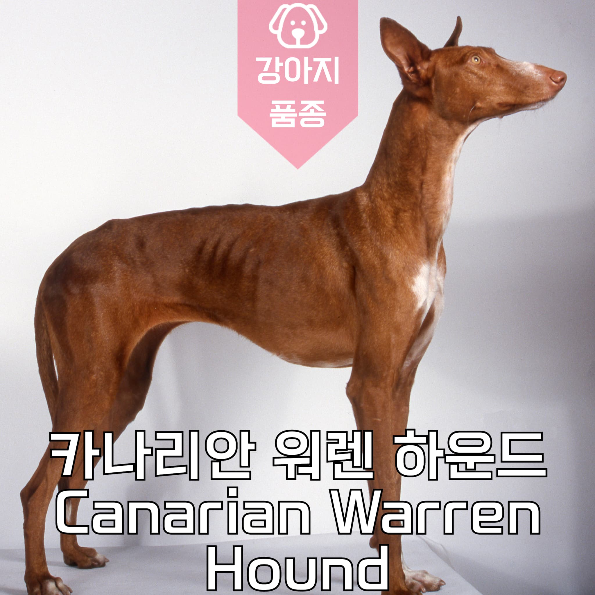 강아지 종류 카나리안 워렌 하운드 Canarian Warren Hound