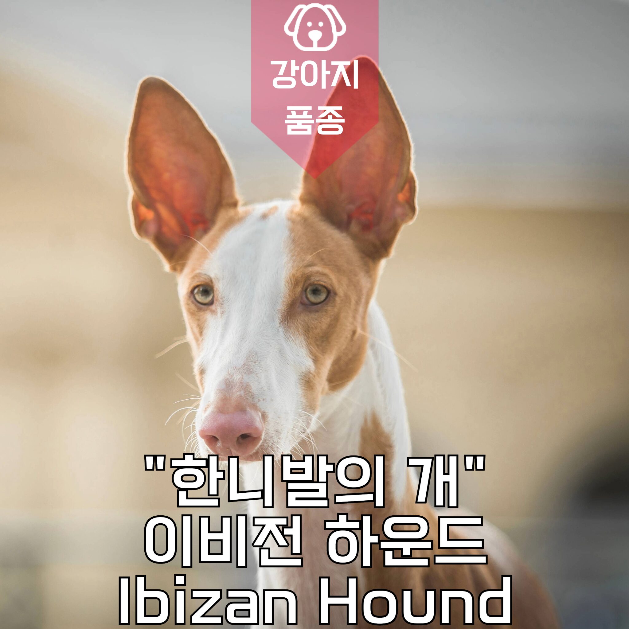 강아지 종류 한니발의 개 이비전 하운드 Ibizan Hound