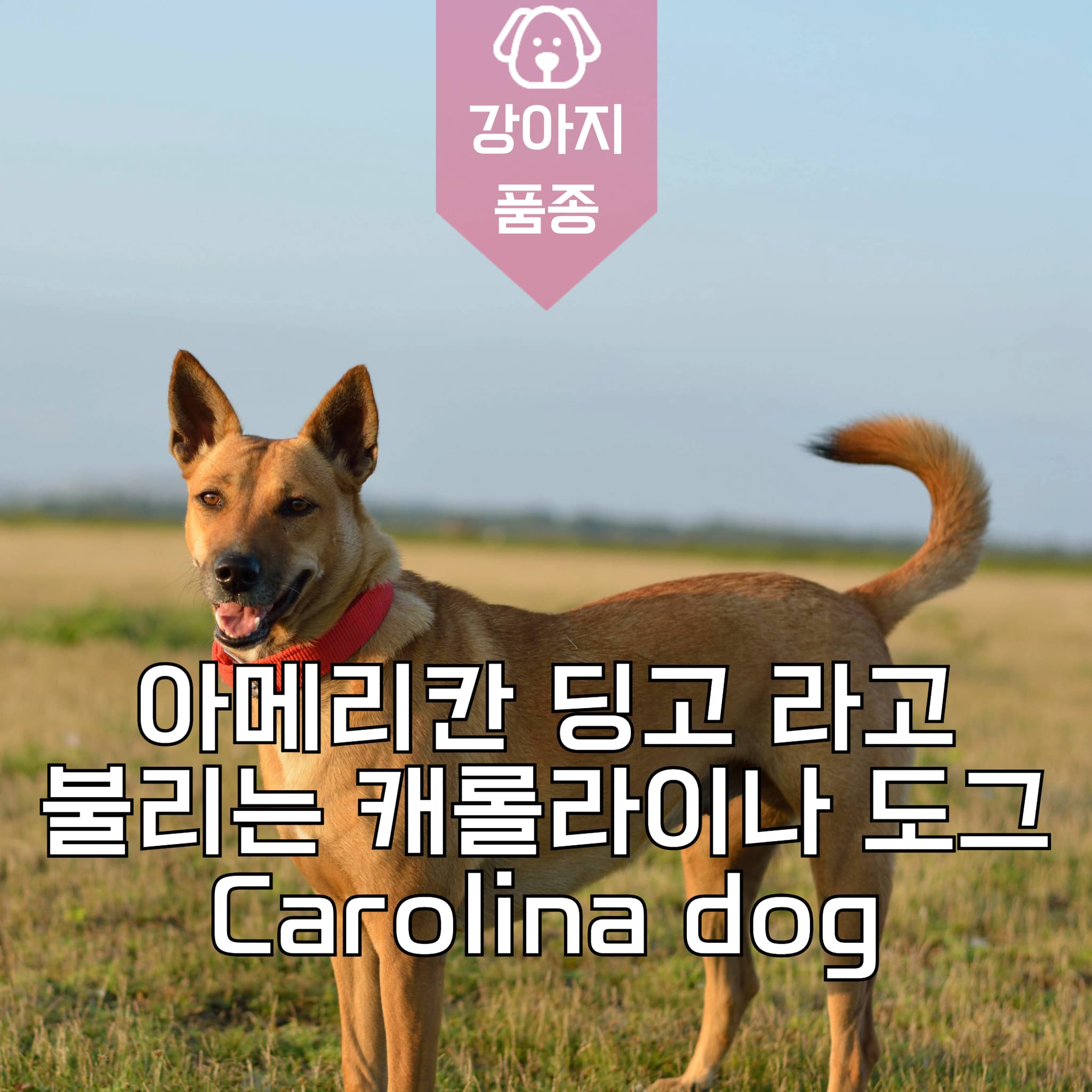 강아지종류 아메리칸 딩고라고 불리는 캐롤라이나 도그 Carolina dog