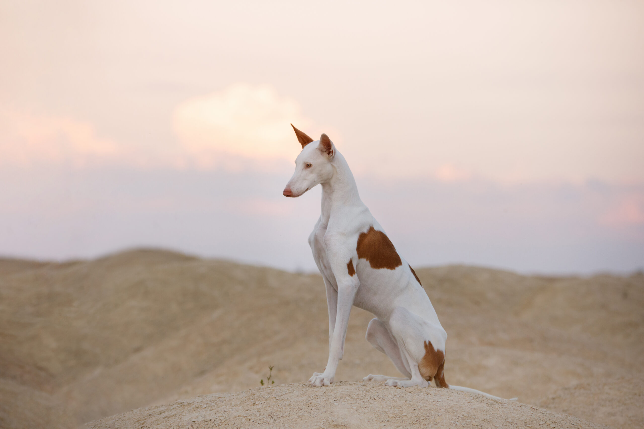 강아지 종류 한니발의 개 이비전 하운드 Ibizan Hound