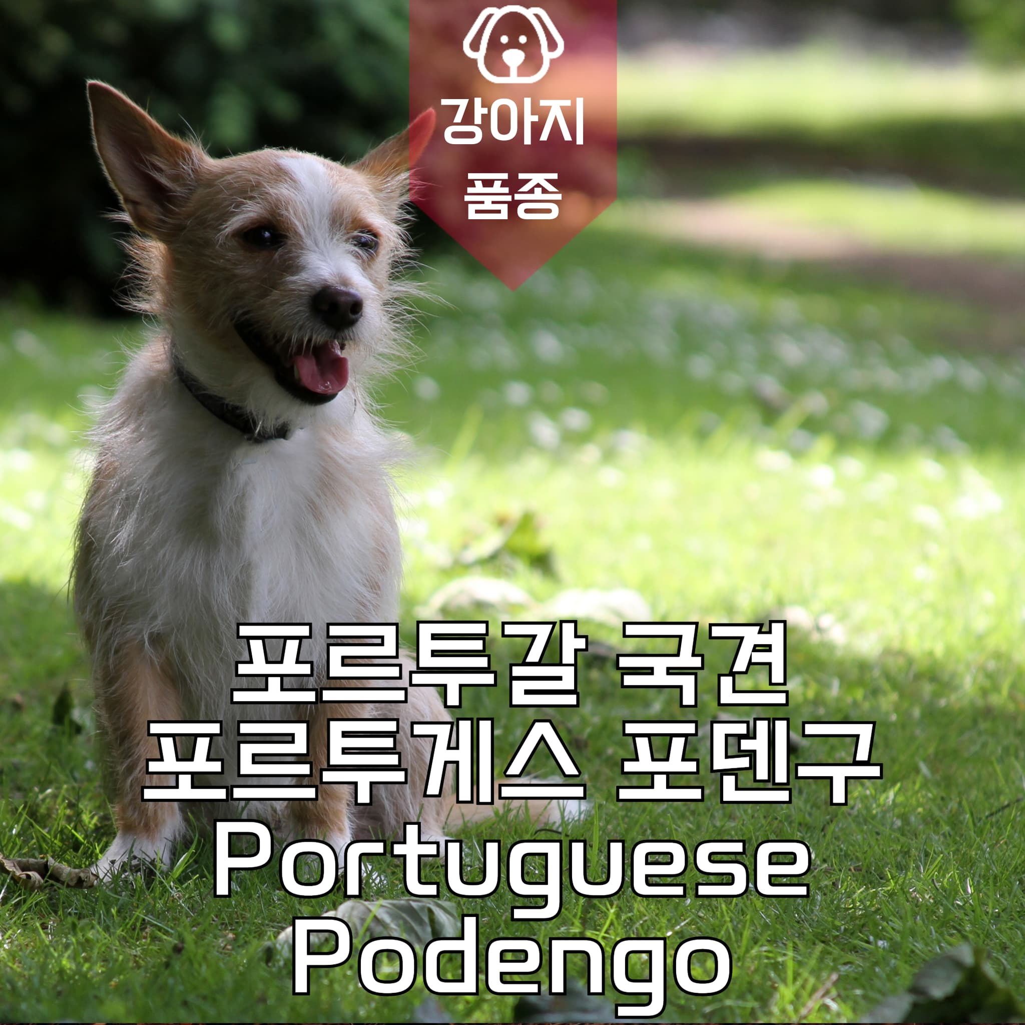 강아지 종류 포르투갈 국견 포르투게스 포덴구 Portuguese Podengo