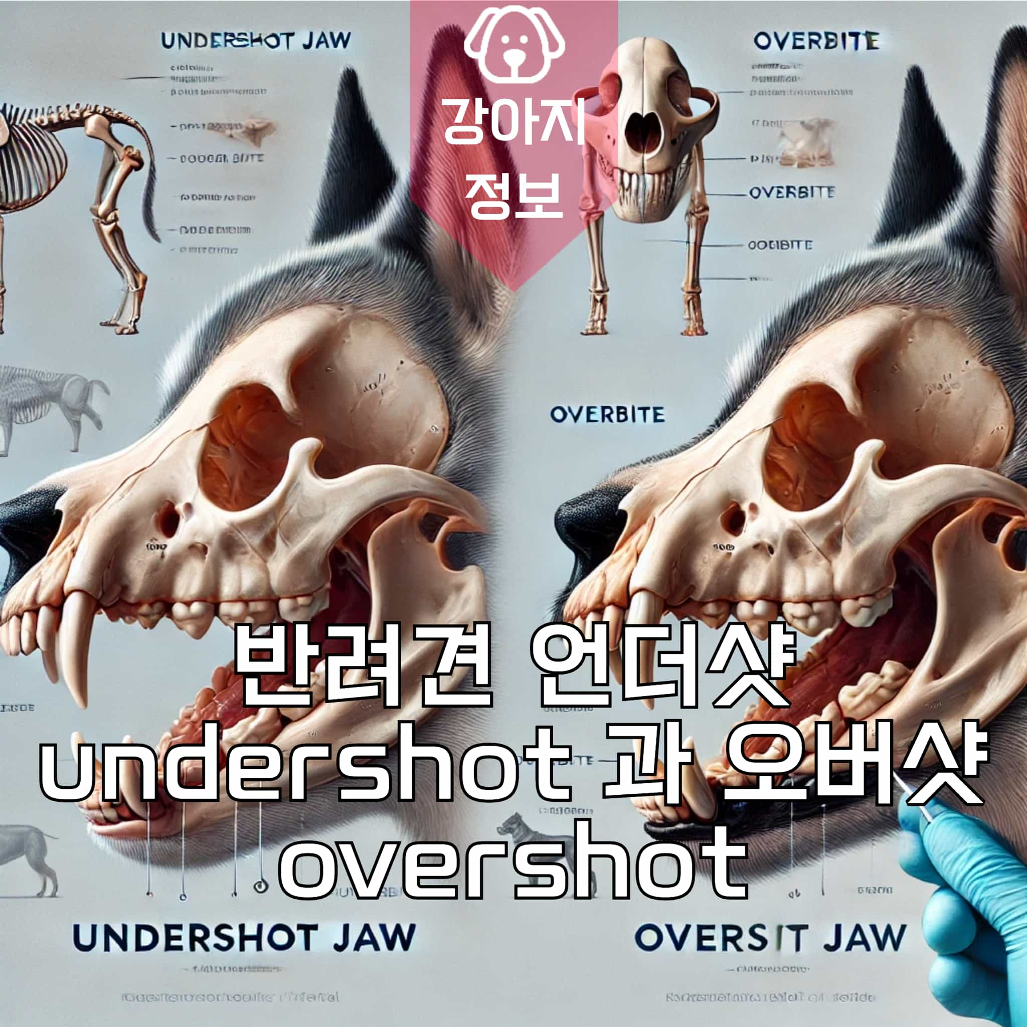 반려견 언더샷 undershot 과 오버샷 overshot