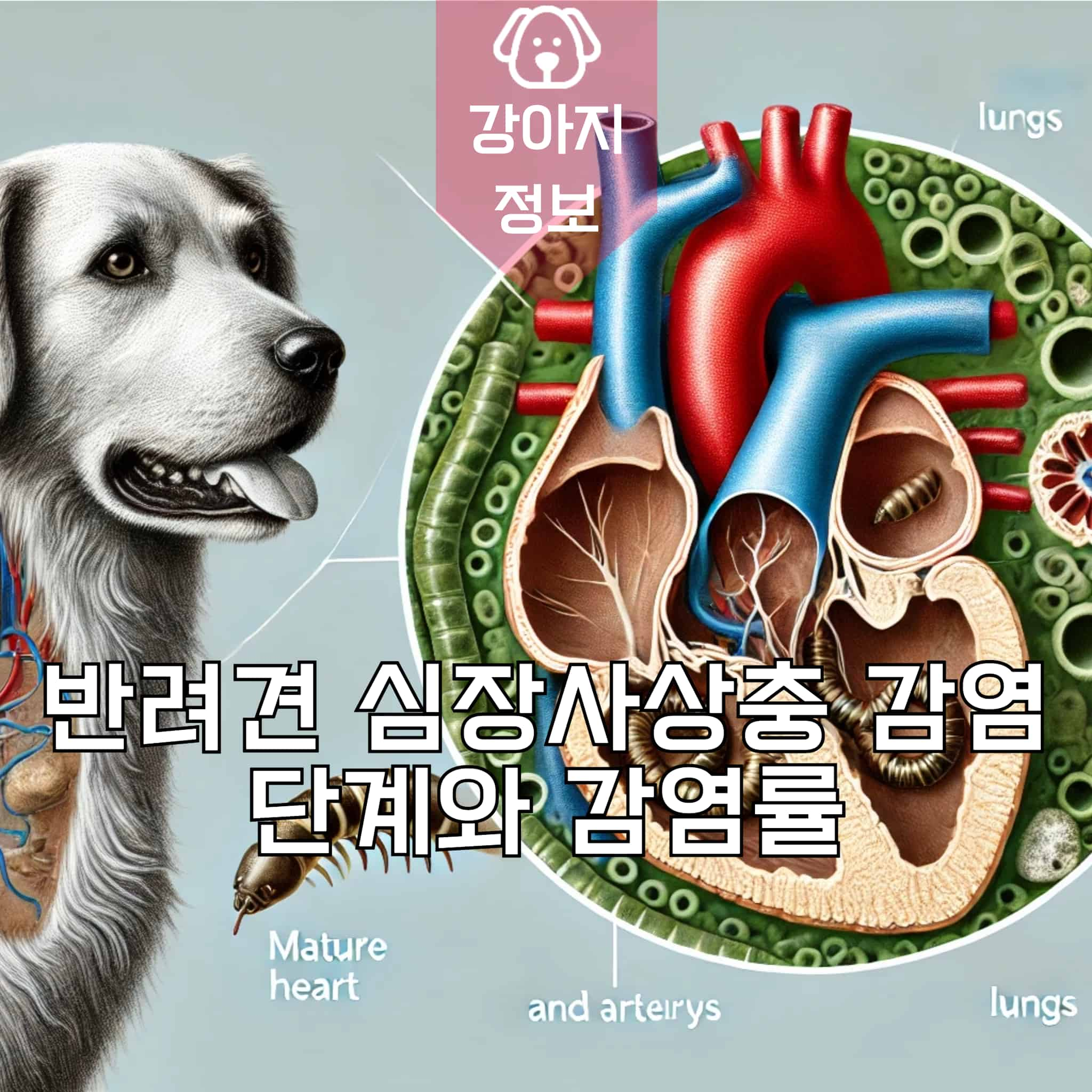 반려견 심장사상충 감염 단계와 감염률