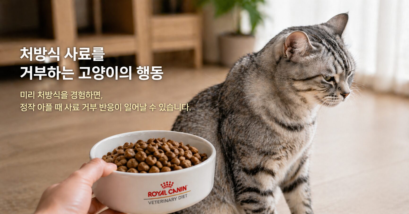 사료를 거부하는 고양이의 모습