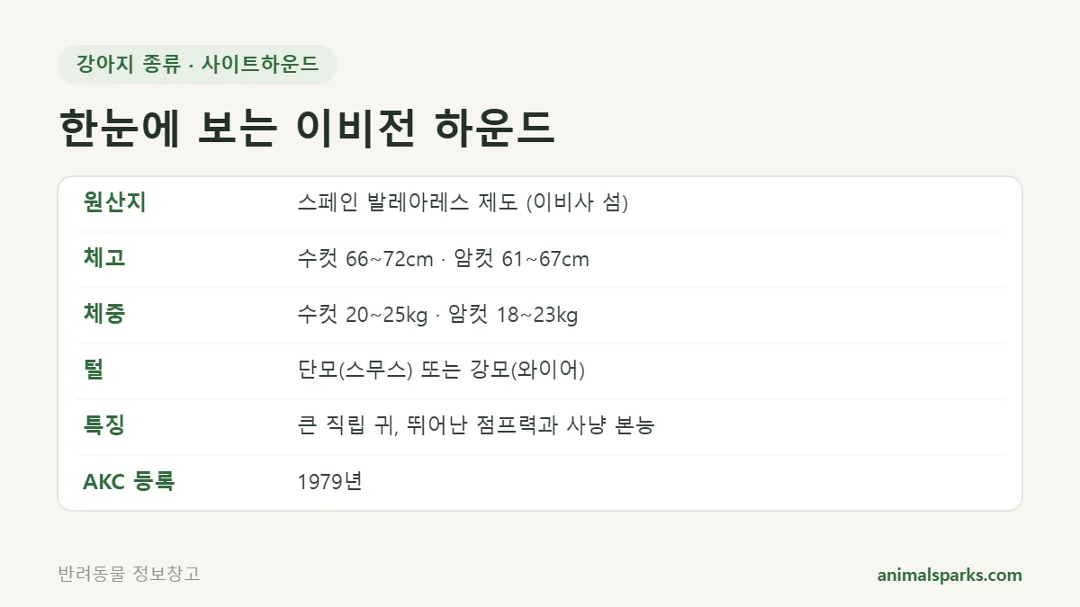 이비전 하운드 원산지·체고·체중 한눈에 보기